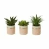 Set Of 3 Lush Green Mini Succulents -Ideal Shop 1dfab1c2 34da 467f 9d5f 3d702baa1374