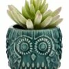 Botanical Trend Succulent Blue Pot -Ideal Shop 9cdd99ce 1636 4eb9 a1b0 3cfd356eb1ba